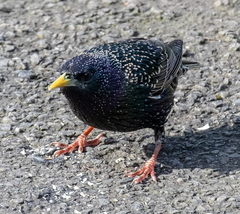 Sturnus vulgaris