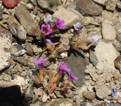 Ground nama (Nama aretioides)