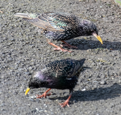 Sturnus vulgaris