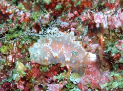 Halgerda batangas
