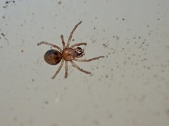 Minicia marginella