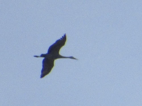 Sandhill Crane photographed in Oklahoma