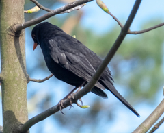 Turdus merula