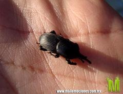 Scyphophorus