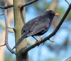 Turdus merula