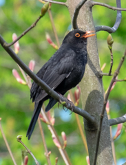 Turdus merula