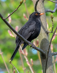 Turdus merula