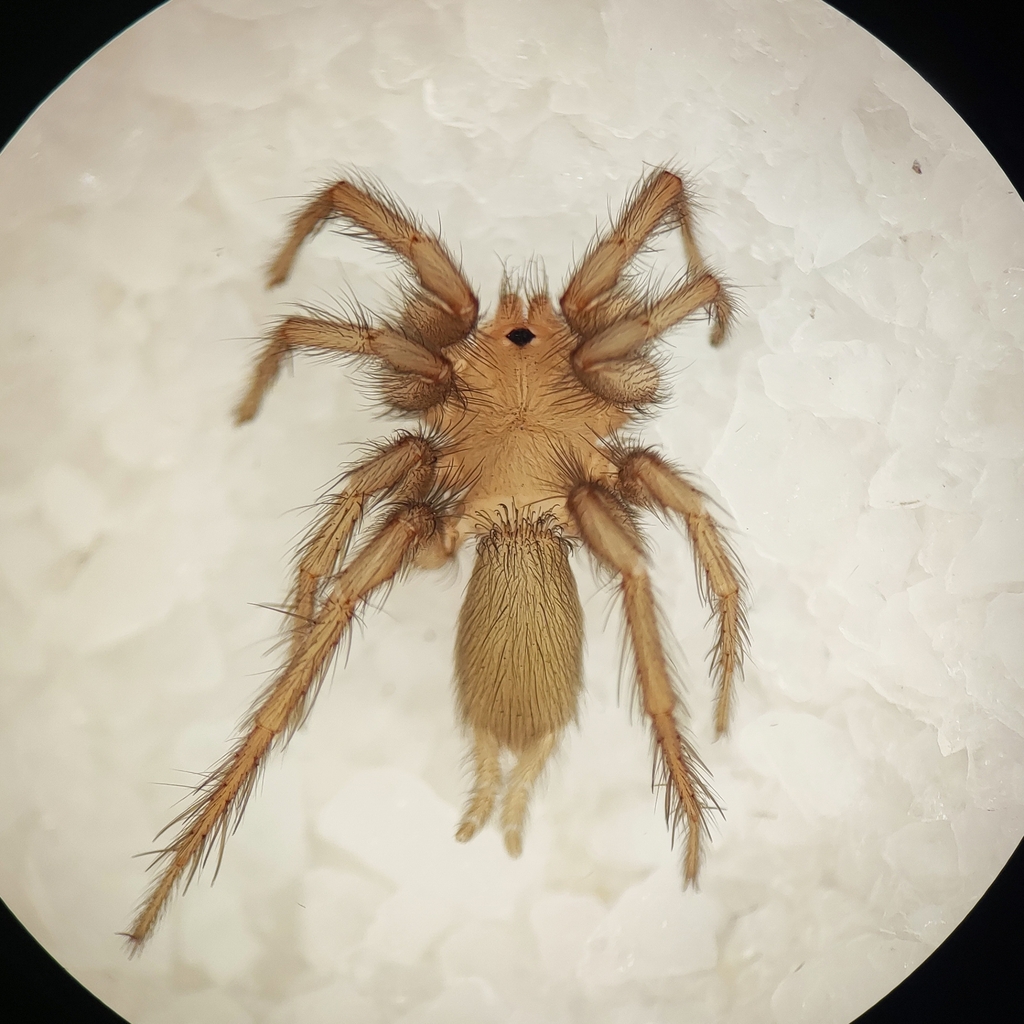 Chilehexops platnicki