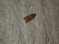 Clepsis peritana