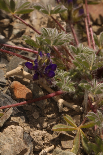 Image of Lupinus flavoculatus by (c) Steve Matson, some rights reserved (CC BY)