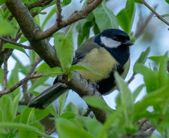 Parus major