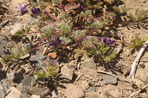 Image of Lupinus flavoculatus by (c) Steve Matson, some rights reserved (CC BY)
