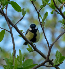 Parus major