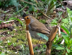 Erithacus rubecula