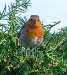 Erithacus rubecula
