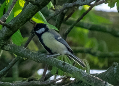 Parus major