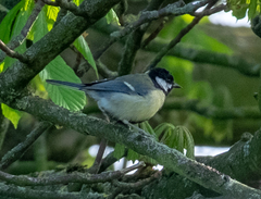 Parus major