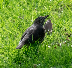Turdus philomelos