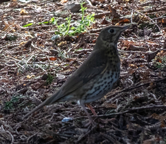 Turdus philomelos