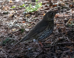 Turdus philomelos