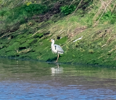 Ardea cinerea