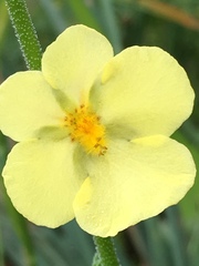 Verbascum orientale