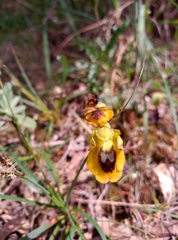 Ophrys lutea lutea