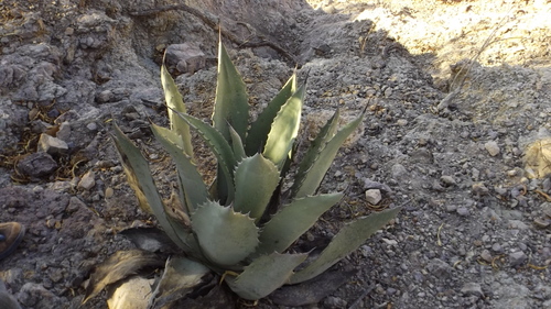 Agave shrevei