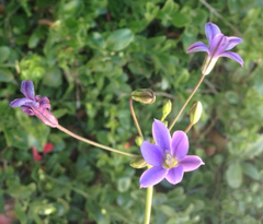 Brodiaea kinkiensis