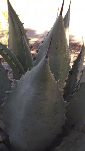 Agave shrevei