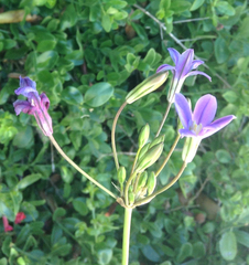 Brodiaea kinkiensis