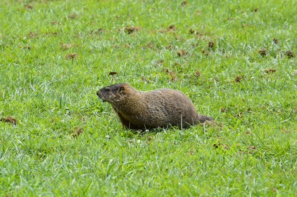 Groundhog from Swain County, NC, USA on August 4, 2019 at 01:20 PM by ...