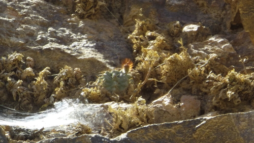 Echinocereus subinermis