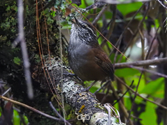 Gray-Breasted Wood-Wren photo 3