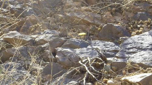 Echinocereus subinermis