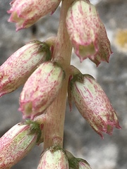 Umbilicus intermedius