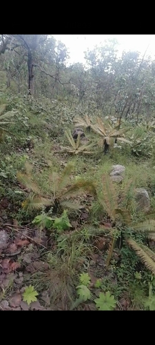 Dioon tomasellii, photograph 2