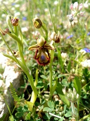 Ophrys speculum