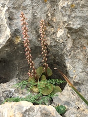 Umbilicus intermedius