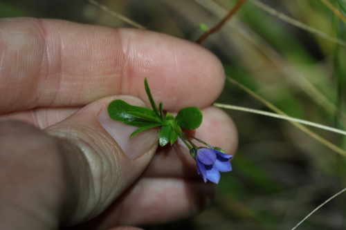 Image of Billardiera heterophylla by (c) Greg Tasney, some rights reserved (CC BY-SA)