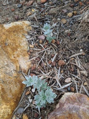 Acmispon argophyllus adsurgens