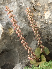 Umbilicus intermedius