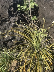 Lithophila radicata