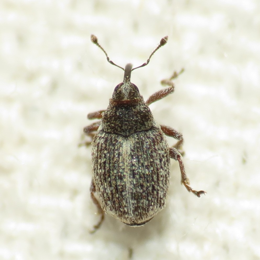 Ceutorhynchus pusillus