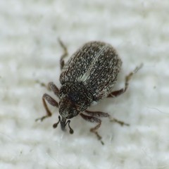 Ceutorhynchus pusillus