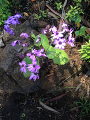 Pericallis × hybrida