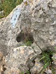 Umbilicus intermedius