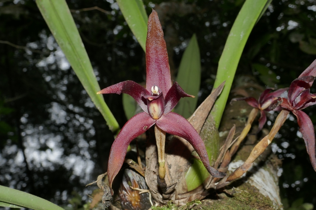 Maxillaria nigrescens