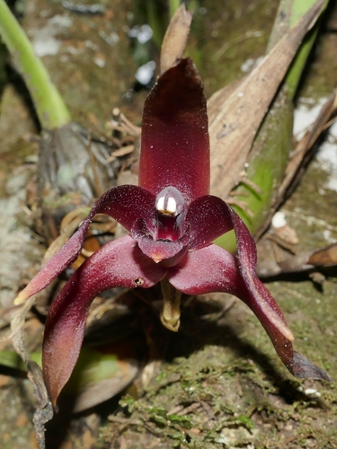 Maxillaria nigrescens, photograph 2