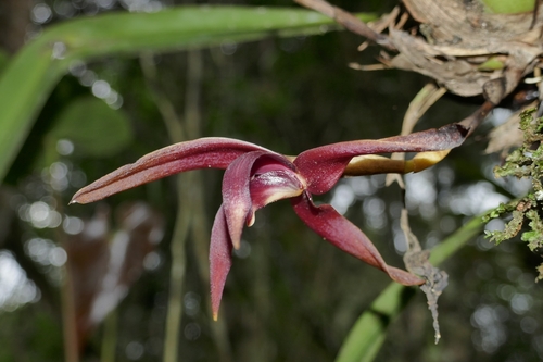 Maxillaria nigrescens, photograph 3